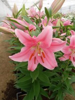 [4306 Piceno VH No02.JPG]